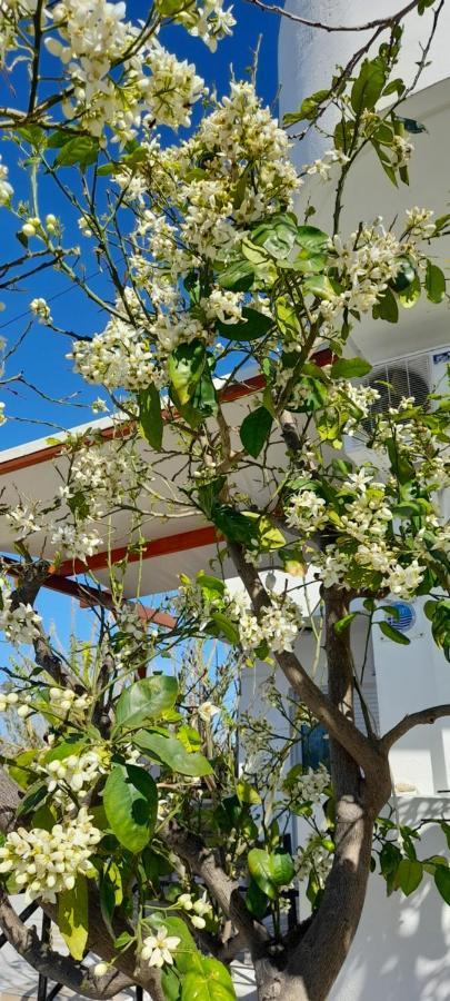 Silvi Mari Apartments Platanes  Zewnętrze zdjęcie